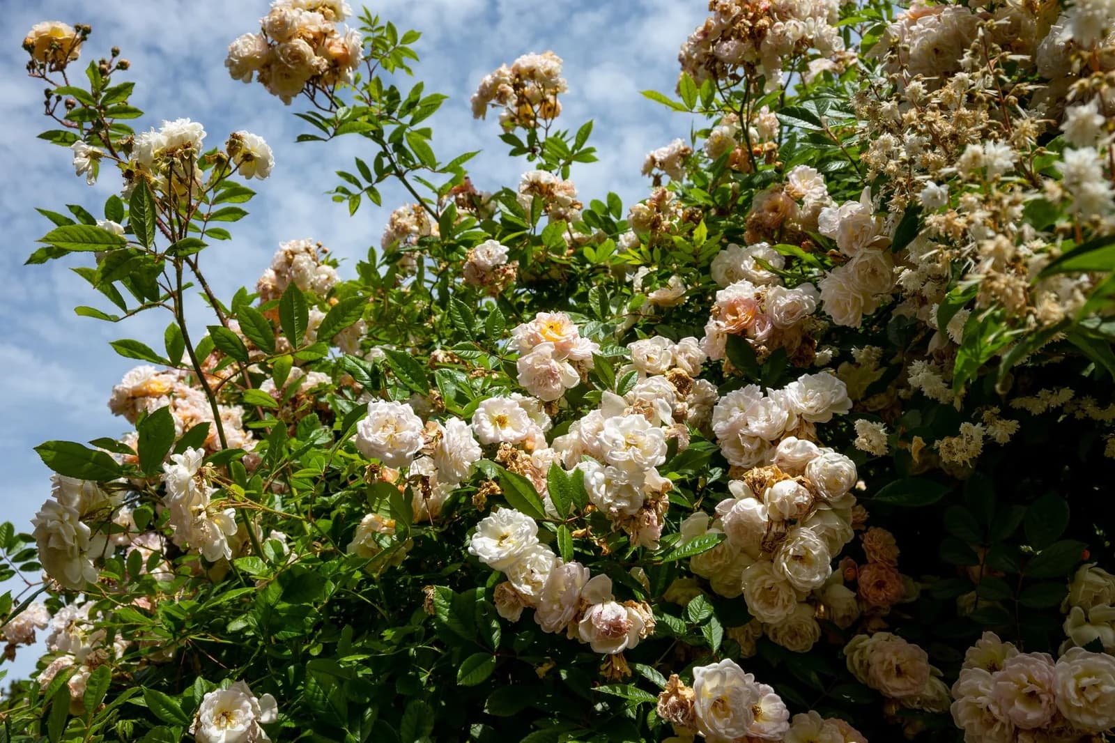 Parc floral d'Apremont-sur-Allier avec roseraies en fleur